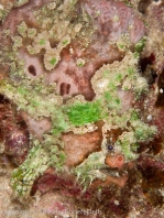 Lophiocharon lithinostomus (Marble-Mouthed Frogfish - Marmor-Maul Anglerfisch)