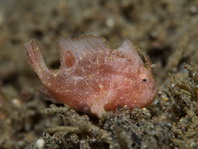 Lembeh Frogfish (Ocellated Frogfish) before Antennatus sp. - Nudiantennarius subteres - Lembeh Anglerfisch (Ocellus Anglerfisch) ehemalig Antennatus sp.