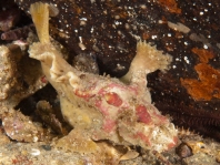 Smooth Frogfish - <em>Phyllophryne scortea</em> - Glatter Anglerfisch