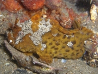 Smooth Frogfish - <em>Phyllophryne scortea</em> - Glatter Anglerfisch