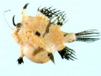Tathicarpus butleri (Butler's Frogfish - Butler's Anglerfisch)