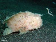 Hairy frogfish (Antennarius striatus)