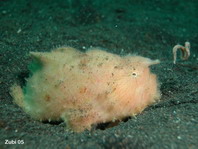 Hairy frogfish (Antennarius striatus)