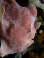 Giant frogfish (Antennarius commerson) opens mouth to yawn