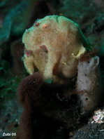 Painted frogfish (Antennarius pictus) - surrounded by cardinalfishes. They are not yet close enough to catch them
