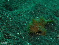 Hairy frogfish (Antennarius striatus) - waits close to a burrow of a goby