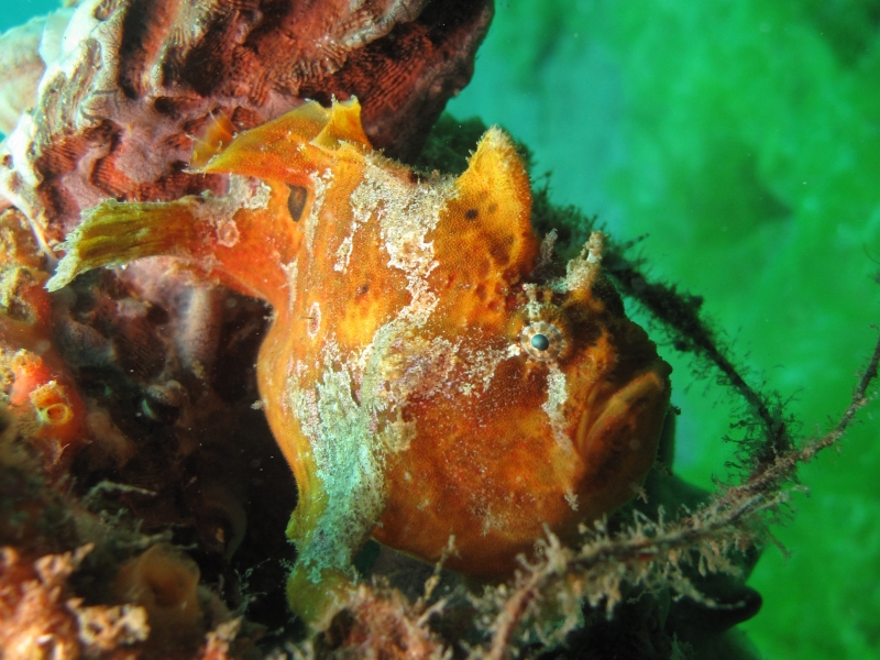 Antennarius biocellatus (Brackish-Water Frogfish (Twinspot Frogfish) - Brackwasser Anglerfisch)