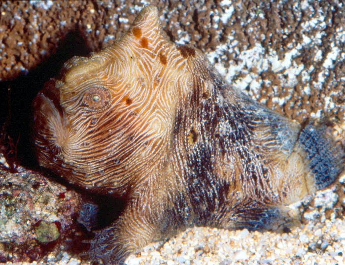 Antennatus linearis (Pygmy frogfish - Pygmäen Anglerfisch) 