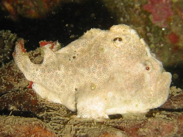 Antennariidae gen. et nov. sp. (Bare Island / Sydney Anglerfish - Bare ...