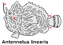 Antennatus linearis Pygmy Anglerfish - Pygmäen Anglerfisch