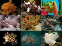 The 10 best known Frogfish Species