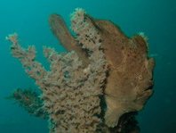 Frogfish, Anglerfish: Camouflage, coloring, shapes