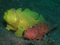 Reproduction frogfish species - Fortpflanzung von Anglerfisch-Arten 