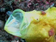 Frogfish, Anglerfish: feeding behavior, Gape and Suck, agressive mimikry