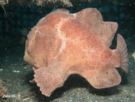 Galloping Giant frogfish Antennarius commerson