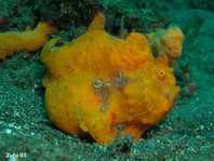 Painted frogfish (Antennarius pictus) female swollen with eggs