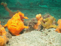 Painted frogfish (Antennarius pictus) - left large female, right smaller male