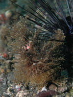 Pez rana rayado (Antennarius striatus) - escondido cerca de un erizo de mar 