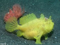 Hairy frogfish (Antennarius striatus) the smaller male (redish) follows the expectant female (yellow)