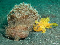 Hairy frogfish (Antennarius striatus) - the smaller male (yellow) follows the expectant female (brown)