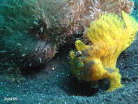 Hairy frogfish (Antennarius striatus) - the smaller male (yellow) follows the expectant female (brown)
