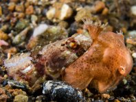 Poisson grenouille gonfle son corps pour ne pas être mangerpar un poissons-lézards
