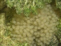 eieren van de Lophiocharon trisignatus