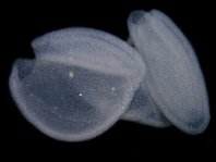 Longlure frogfish (Antennarius multiocellatus) - details of the eggs