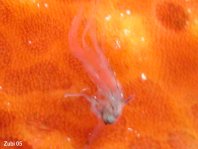 Ranisapo de Commerson (Antennarius commerson) - el señuelo parece a un camarón