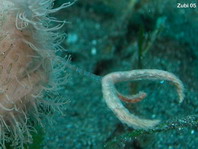 Pez rana rayado (Antennarius striatus) - el señuelo parece a un gusano