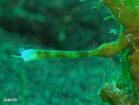 El anzuelo (ilicio) del pez rana rayado (Antennarius striatus) esta cortado, probablemente comido por otro pez