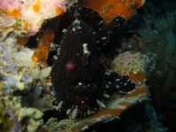 Antennarius biocellatus (Brackish-Water Frogfish (Twinspot Frogfish) - Brackwasser Anglerfisch)