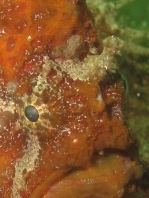 Antennarius biocellatus (Brackish-Water Frogfish (Twinspot Frogfish) - Brackwasser Anglerfisch)