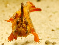 Antennarius biocellatus (Brackish-Water Frogfish (Twinspot Frogfish) - Brackwasser Anglerfisch)