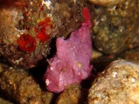 Antennarius biocellatus (Brackish-Water Frogfish (Twinspot Frogfish) - Brackwasser Anglerfisch)