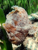 Antennarius biocellatus (Brackish-Water Frogfish (Twinspot Frogfish) - Brackwasser Anglerfisch)