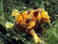 Antennarius biocellatus (Brackish-Water Frogfish (Twinspot Frogfish) - Brackwasser Anglerfisch)