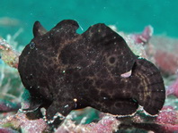 Baby Giant Frogfish (Antennarius commerson) about 4cm identified by the lure visible