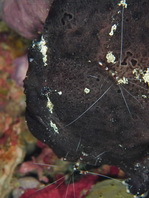 Antennarius commerson (Giant frogfish, Commerson's frogfish - Riesen Anglerfisch)