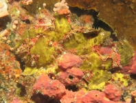 Antennarius commerson (Giant frogfish, Commerson's frogfish - Riesen Anglerfisch)