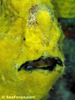 Antennarius commerson (Giant frogfish, Commerson's frogfish - Riesen Anglerfisch)