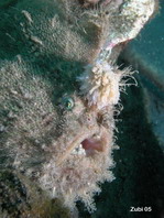 Hispid frogfish - Antennarius hispidus - Hispid Anglerfisch