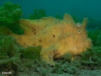 Hispid frogfish - Antennarius hispidus - Hispid Anglerfisch