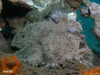 Antennarius hispidus (Hispid frogfish, Shaggy Frogfish - Hispid Anglerfisch)