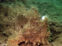 Antennarius hispidus (Hispid frogfish, Shaggy Frogfish - Hispid Anglerfisch)