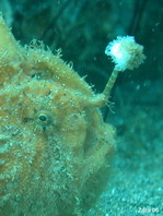 Hispid frogfish - Antennarius hispidus - Hispid Anglerfisch