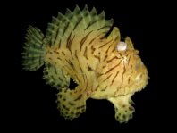 Hispid frogfish - Antennarius hispidus - Hispid Anglerfisch