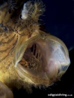 Hispid frogfish - Antennarius hispidus - Hispid Anglerfisch