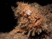 Hispid frogfish - Antennarius hispidus - Hispid Anglerfisch