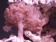 Antennarius indicus (Indian Frogfish - Indischer Anglerfisch )